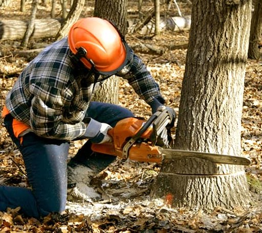 Tree Removal in Marshall, CA